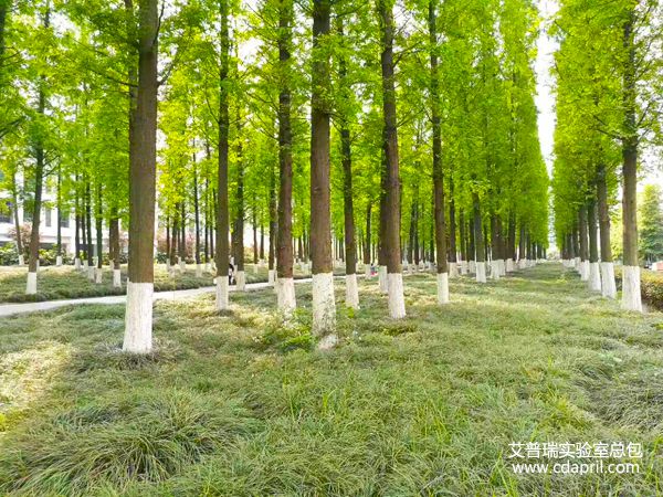 电子科技大学校园风景